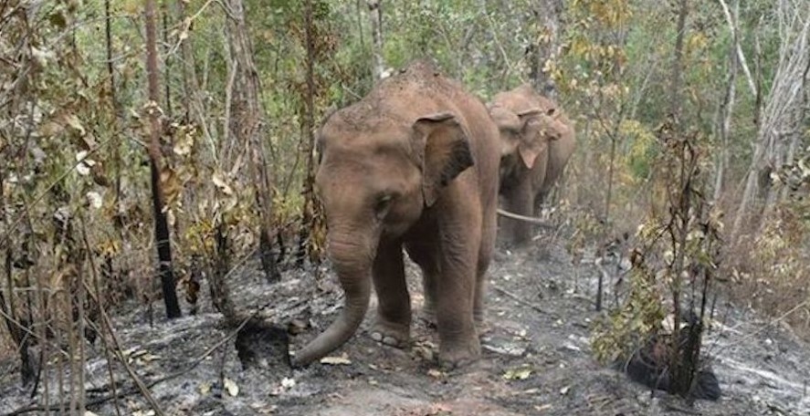 Investigation of Elephants Struck by Lightning in India