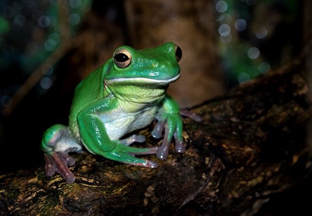 Dumpy Tree Frog for Sale UK – Buy Captive-Bred Pet Frogs Online